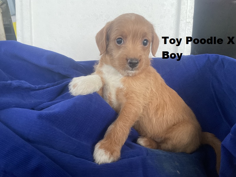Toy Poodle X Chihuahua X – Boy. I am arriving into store at Puppy Palace Pet shop, Loganholme & Available to go home on 30th October.