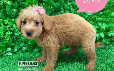 $1795 – Toy Poodle X Chihuahua X Puppies – Girl. I am in store at our Puppy Palace Pet shop, Loganholme Store & available to go home now