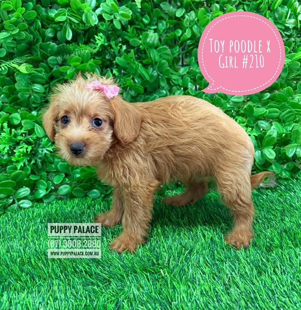 $1795 – Toy Poodle X Chihuahua X Puppies – Girl. I am in store at our Puppy Palace Pet shop, Loganholme Store & available to go home now