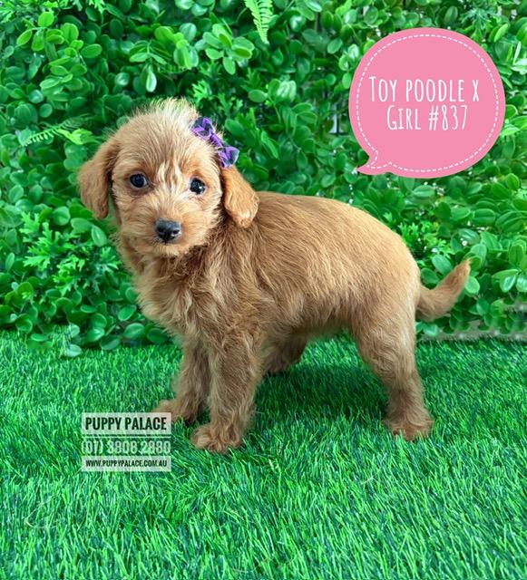 $1795 – Toy Poodle X Chihuahua X Puppies – Girl.  I am in store at our Puppy Palace Pet shop, Loganholme Store & available to go home now