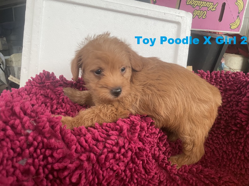 Toy Poodle X Chihuahua X – Girl. I am arriving into store at Puppy Palace Pet shop, Loganholme & Available to go home on 30th October.