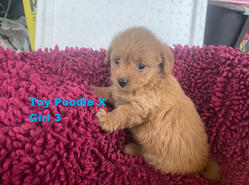 Toy Poodle X Chihuahua X – Girl. I am arriving into store at Puppy Palace Pet shop, Loganholme & Available to go home on 30th October.