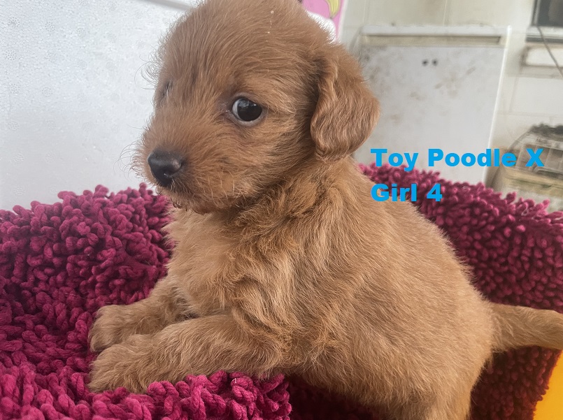 Toy Poodle X Chihuahua X – Girl. I am arriving into store at Puppy Palace Pet shop, Loganholme & Available to go home on 30th October.