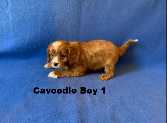 Cavoodle (Cavalier X Toy Poodle) – Boy. We are arriving into store and available to go home on the 4 December. WE WILL BE IN STORE AT 64 Burchill St, Loganholme, Qld