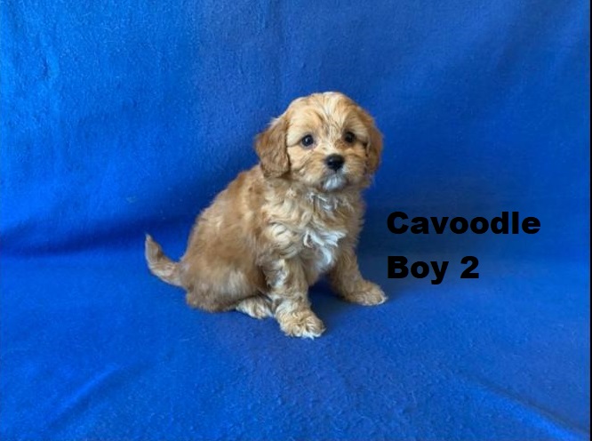 Cavoodle (Cavalier X Toy Poodle) – Boy. We are arriving into store and available to go home on the 4 December. WE WILL BE IN STORE AT 64 Burchill St, Loganholme, Qld