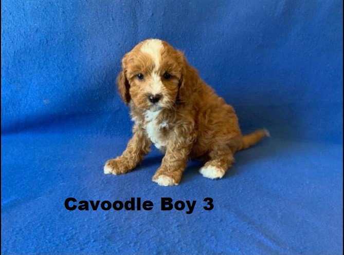 Cavoodle (Cavalier X Toy Poodle) – Boy. We are arriving into store and available to go home on the 4 December. WE WILL BE IN STORE AT 64 Burchill St, Loganholme, Qld