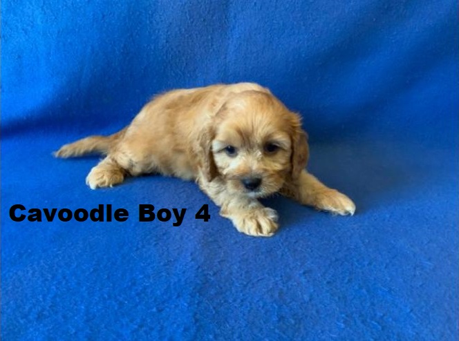 Cavoodle (Cavalier X Toy Poodle) – Boy. We are arriving into store and available to go home on the 4 December. WE WILL BE IN STORE AT 64 Burchill St, Loganholme, Qld