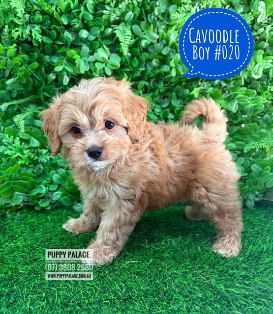 $2895 – Cavoodle (Cavalier X Toy Poodle) – Boy. I am now IN STORE AT 64 Burchill St, Loganholme, Qld