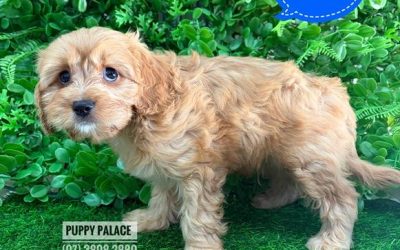 $2895 – Cavoodle (Cavalier X Toy Poodle) – Boy. I am now IN STORE AT 64 Burchill St, Loganholme, Brisbane