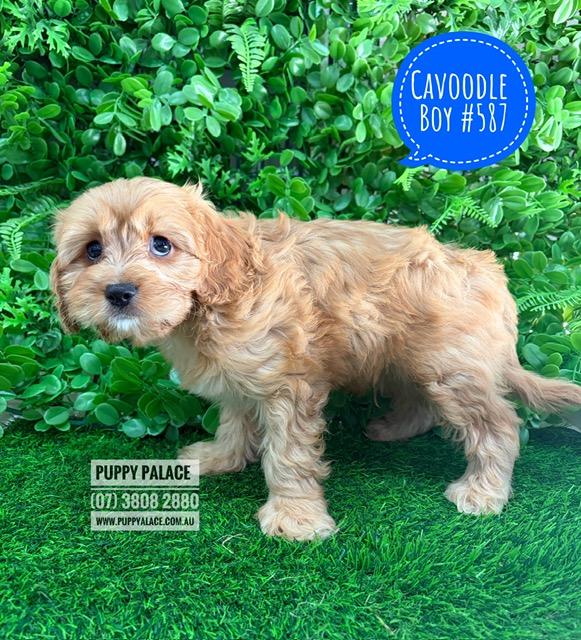 $2895 – Cavoodle (Cavalier X Toy Poodle) – Boy. I am now IN STORE AT 64 Burchill St, Loganholme, Qld