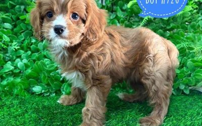 $2895 – Cavoodle (Cavalier X Toy Poodle) – Boy. I am now IN STORE AT 64 Burchill St, Loganholme, Brisbane