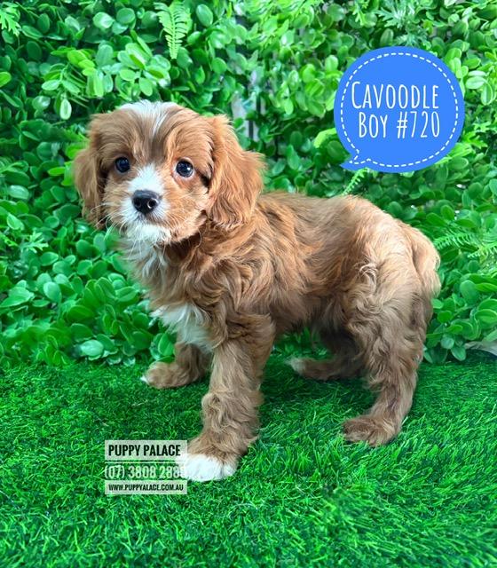 $2895 – Cavoodle (Cavalier X Toy Poodle) – Boy. I am now IN STORE AT 64 Burchill St, Loganholme, Qld