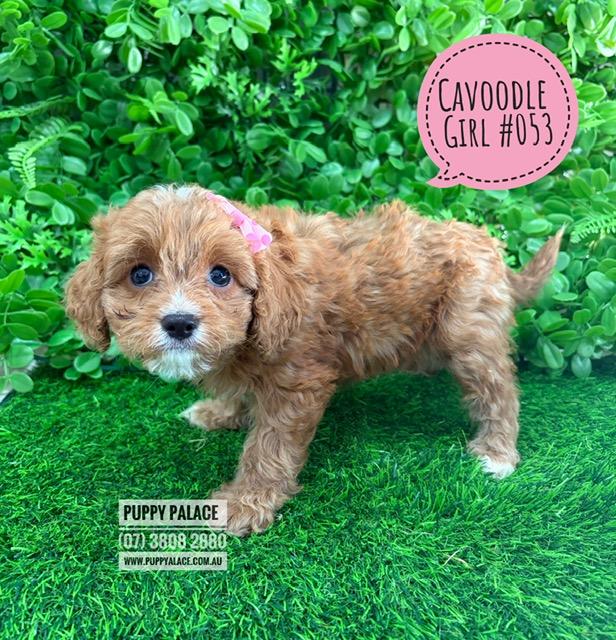 Cavoodle (Cavalier X Toy Poodle) – Girl. I am now IN STORE AT 64 Burchill St, Loganholme, Qld