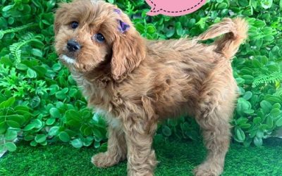 $2895 – Cavoodle (Cavalier X Toy Poodle) – Girl. I am now IN STORE AT 64 Burchill St, Loganholme, Brisbane
