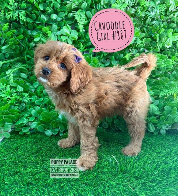 $2895 – Cavoodle (Cavalier X Toy Poodle) – Girl. I am now IN STORE AT 64 Burchill St, Loganholme, Qld