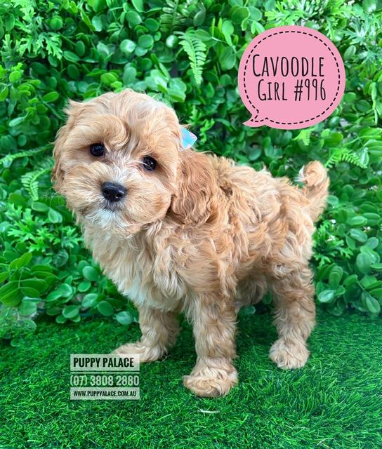 Cavoodle (Cavalier X Toy Poodle) – Girl. I am now IN STORE AT 64 Burchill St, Loganholme, Qld