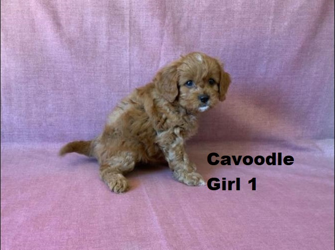 Cavoodle (Cavalier X Toy Poodle) – Girl. We are arriving into store and available to go home on the 4 December.  WE WILL BE IN STORE AT 64 Burchill St, Loganholme, Qld
