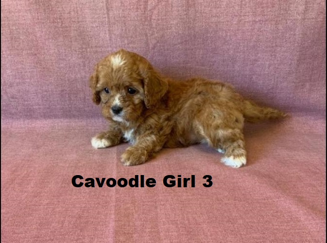 Cavoodle (Cavalier X Toy Poodle) – Girl. We are arriving into store and available to go home on the 4 December.  WE WILL BE IN STORE AT 64 Burchill St, Loganholme, Qld