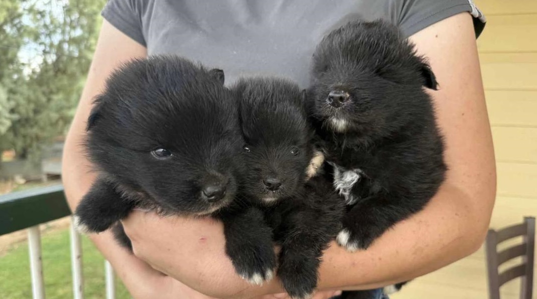 Keeshond X Border Collie – Boys & Girl. We are arriving into store and available to go home on the 27 November.  WE WILL BE IN STORE AT 64 Burchill St, Loganholme, Qld