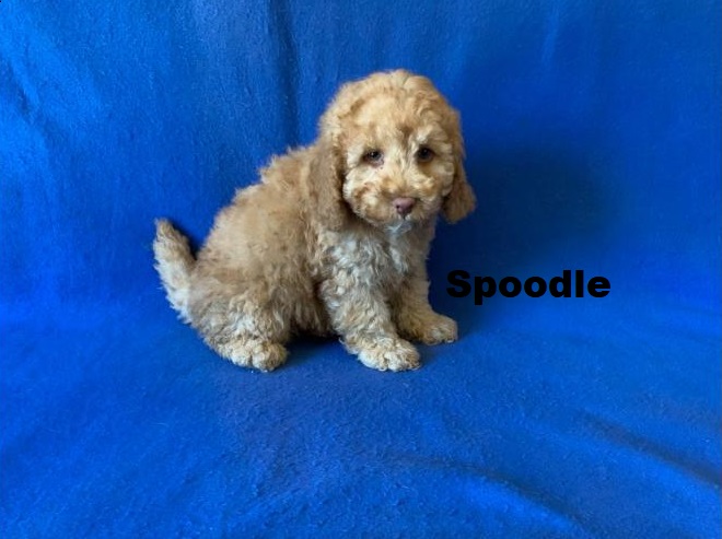 Spoodle (Spoodle X Toy Poodle) – Boy. We are arriving into store and available to go home on the 4 December. WE WILL BE IN STORE AT 64 Burchill St, Loganholme, Qld