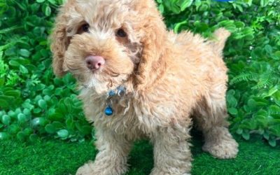 $2695 – Spoodle (Spoodle X Toy Poodle) – Boy. I am now IN STORE AT 64 Burchill St, Loganholme, Brisbane