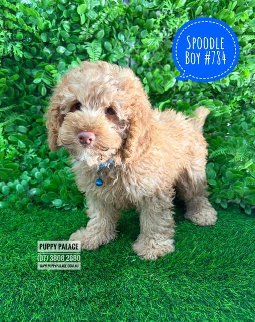 $2695 – Spoodle (Spoodle X Toy Poodle) – Boy. I am now IN STORE AT 64 Burchill St, Loganholme, Qld