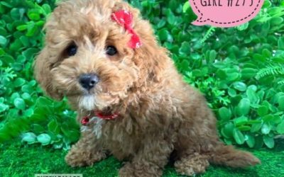 $2695 – Spoodle (Spoodle X Toy Poodle) – Girl. I am now IN STORE AT 64 Burchill St, Loganholme, Brisbane