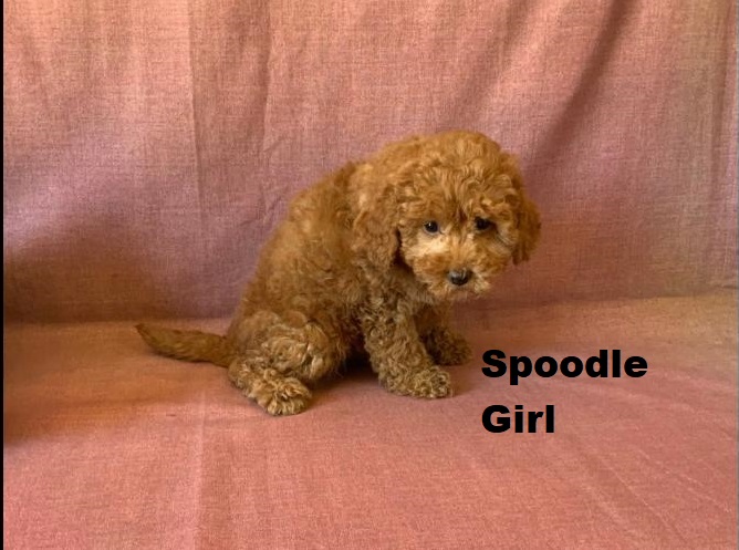 Spoodle (Spoodle X Toy Poodle) – Girl. We are arriving into store and available to go home on the 4 December. WE WILL BE IN STORE AT 64 Burchill St, Loganholme, Qld