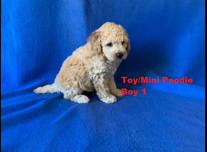 Toy/Mini Poodle – Boy. I am arriving into store & available to go home on the  11  December. I WILL BE IN STORE AT 64 Burchill St, Loganholme, Qld