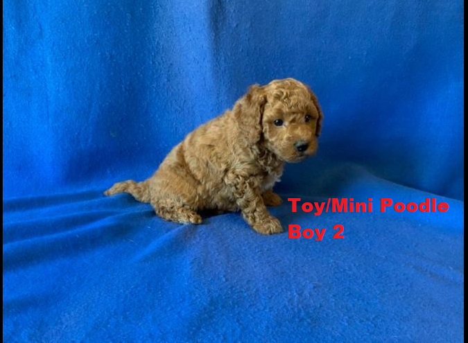 Toy/Mini Poodle – Boy. I am arriving into store & available to go home on the  11  December. I WILL BE IN STORE AT 64 Burchill St, Loganholme, Qld.