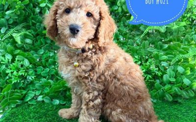 $2095 – Toy/Mini Poodle – Boy.  I have also had my 2nd Vaccination & Vet Check – Value over $150. I am now available in store at Puppy Palace Pet Shop, 64 Burchill St, Loganholme, Brisbane