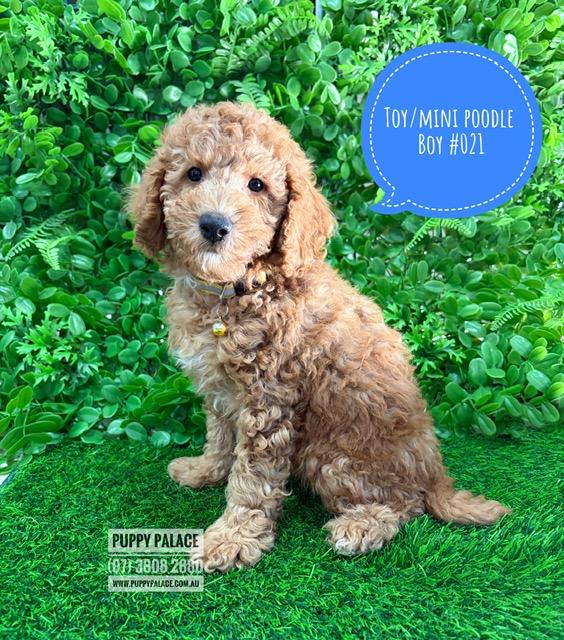 $2495 – Toy/Mini Poodle – Boy. I am now available in store at Puppy Palace Pet Shop, 64 Burchill St, Loganholme, Qld.