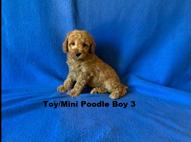 Toy/Mini Poodle – Boy. I am arriving into store & available to go home on the  11  December. I WILL BE IN STORE AT 64 Burchill St, Loganholme, Qld