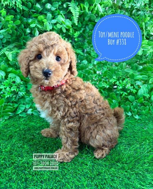 $2495 – Toy/Mini Poodle – Boy. I am now available in store at Puppy Palace Pet Shop, 64 Burchill St, Loganholme, Qld