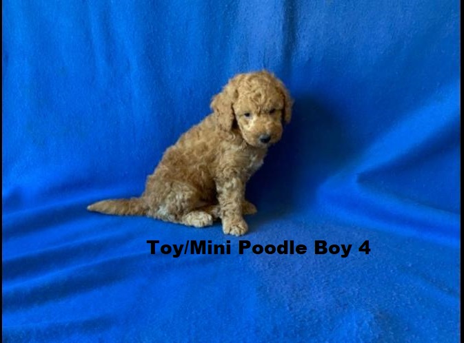 Toy/Mini Poodle – Boy. I am arriving into store & available to go home on the  11  December. I WILL BE IN STORE AT 64 Burchill St, Loganholme, Qld