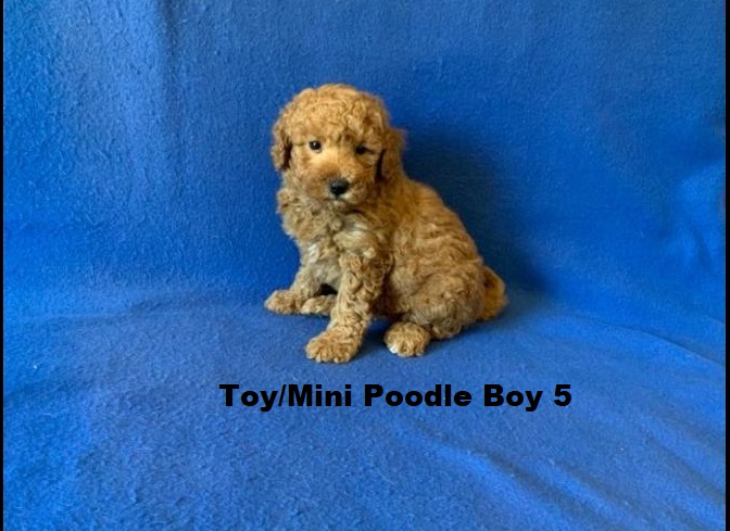 Toy/Mini Poodle – Boy. I am arriving into store & available to go home on the  11  December. I WILL BE IN STORE AT 64 Burchill St, Loganholme, Qld