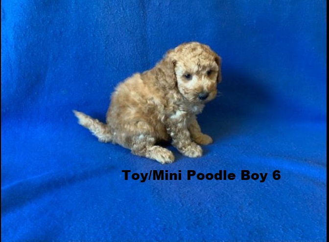 Toy/Mini Poodle – Boy. I am arriving into store & available to go home on the  11  December. I WILL BE IN STORE AT 64 Burchill St, Loganholme, Qld
