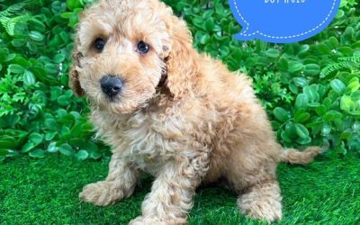 $2095 – Toy/Mini Poodle – Boy.  I have also had my 2nd Vaccination & Vet Check – Value over $150. I am now available in store at Puppy Palace Pet Shop, 64 Burchill St, Loganholme, Brisbane