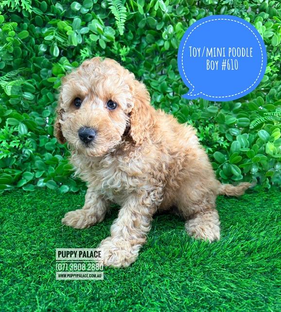 $2495 – Toy/Mini Poodle – Boy. I am now available in store at Puppy Palace Pet Shop, 64 Burchill St, Loganholme, Qld