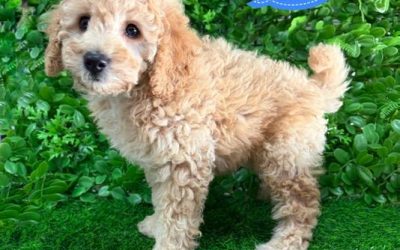 $2095 – Toy/Mini Poodle – Boy.  I have also had my 2nd Vaccination & Vet Check – Value over $150. I am now available in store at Puppy Palace Pet Shop, 64 Burchill St, Loganholme, Brisbane