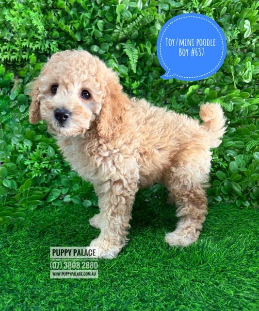 $2495 – Toy/Mini Poodle – Boy. I am now available in store at Puppy Palace Pet Shop, 64 Burchill St, Loganholme, Qld