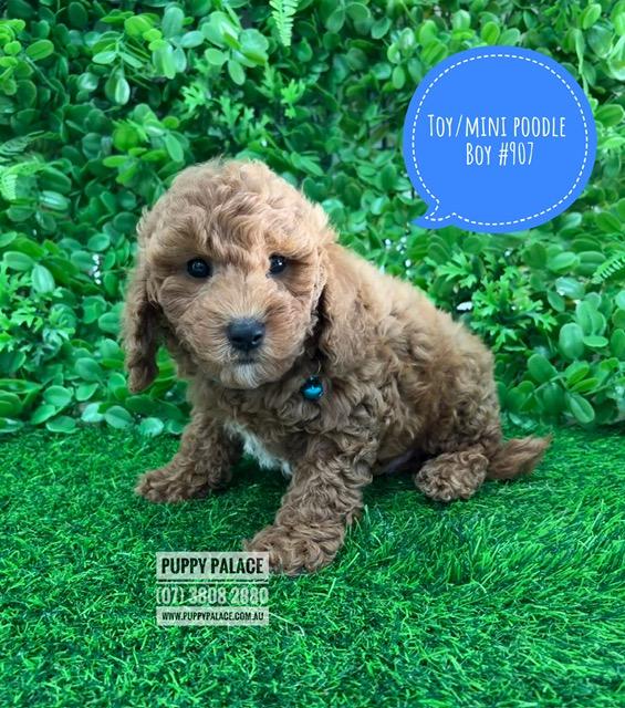 $2495 – Toy/Mini Poodle – Boy. I am now available in store at Puppy Palace Pet Shop, 64 Burchill St, Loganholme, Qld