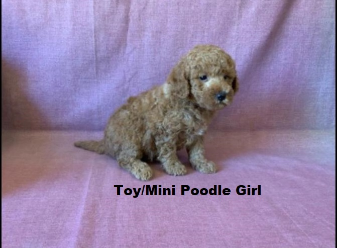 Toy/Mini Poodle – Girl. I am arriving into store & available to go home on the  11  December. I WILL BE IN STORE AT 64 Burchill St, Loganholme, Qld