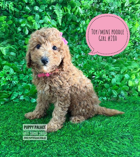 $2495 – Toy/Mini Poodle – Girl. I am now available in store at Puppy Palace Pet Shop, 64 Burchill St, Loganholme, Qld.