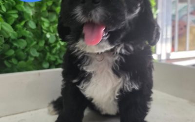 $1995 – Mini Labradoodle X Maltese X – Black Boy. I am in store at Puppy Palace Pet Shop, 64 Burchill St, Loganholme, Brisbane