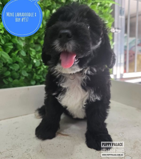 $1995 – Mini Labradoodle X Maltese X – Black Boy. I am in store at Puppy Palace Pet Shop, 64 Burchill St, Loganholme, Brisbane