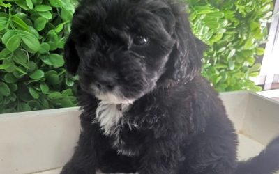 $1995 – Mini Labradoodle X Maltese X – Black Girl. I am in store at Puppy Palace Pet Shop, 64 Burchill St, Loganholme, Brisbane