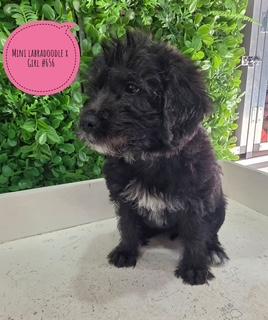 $1995 – Mini Labradoodle X Maltese X – Black Girl. I am in store at Puppy Palace Pet Shop, 64 Burchill St, Loganholme, Brisbane