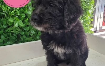 $1995 – Mini Labradoodle X Maltese X – Black Girl. I am in store at Puppy Palace Pet Shop, 64 Burchill St, Loganholme, Brisbane