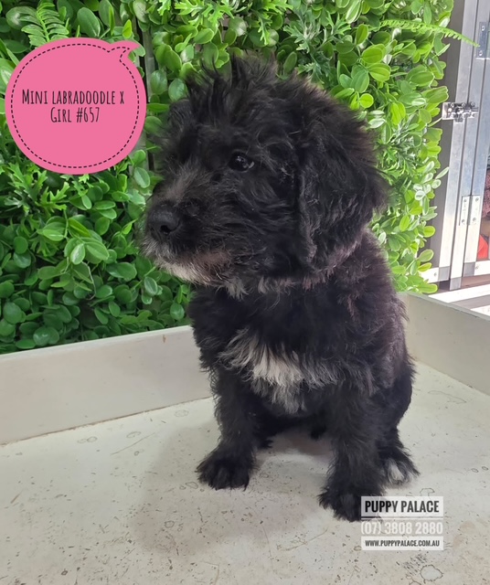 $1995 – Mini Labradoodle X Maltese X – Black Girl. I am in store at Puppy Palace Pet Shop, 64 Burchill St, Loganholme, Brisbane